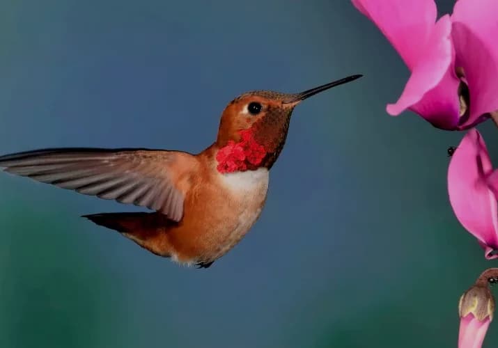 Les débuts de SARAH asbl à l'Espace Santé de Charleroi